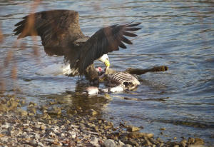 Eagle eating deer carcass
