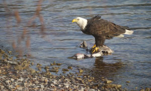 Eagle on deer carcass
