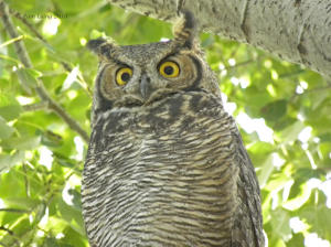 Great Horned Owl chick in October