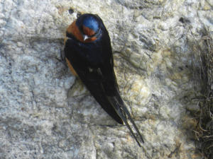 Barn Swallow