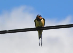Barn swallow