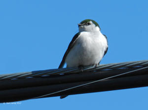 Violet-green Swallow