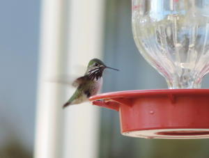 Calliope Hummingbird male