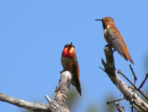 Rufous Hummingbirds