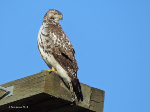 Juvenile Red-tailed Hawk