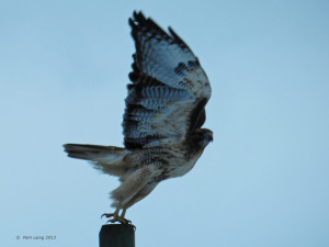Red-tailed Hawk