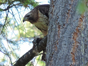 Red-tailed Hawk 