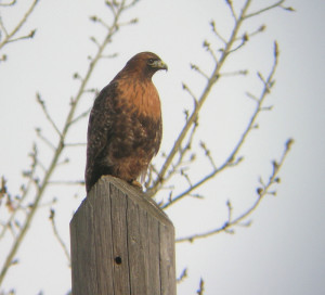 Red-tailed Hawk