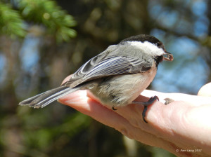 Black-capped Chickadee