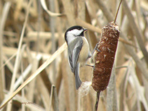 Black-capped Chickadee on cattail