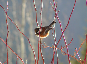 Chestnut-backed Chickadee