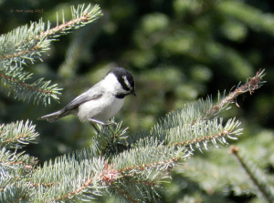 Mountain Chickadee