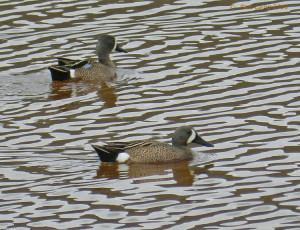 Blue-winged Teal