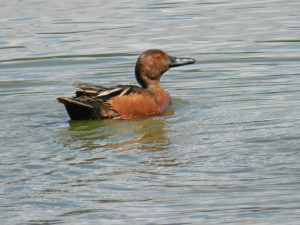 Cinnamon Teal