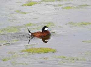 Ruddy Duck