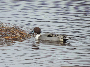 Northern Pintail Male