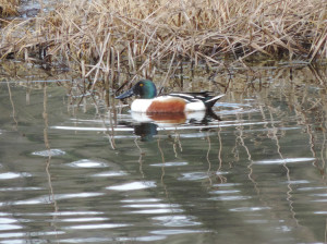 Northern Shoveler
