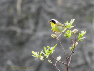 Common Yellowthroat Warbler