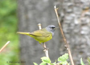 MacGillivray's Warbler