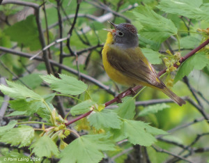 Nashville Warbler