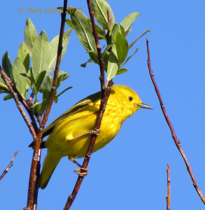 Yellow Warbler