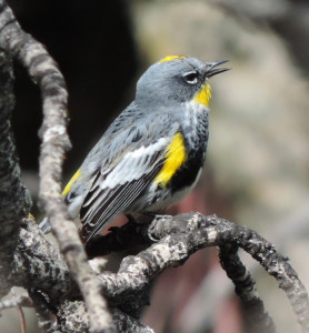 Yellow-rumped Warbler