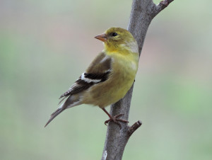 Female American Goldfinch