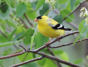 Male American Goldfinch