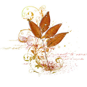 Thanksgiving foliage