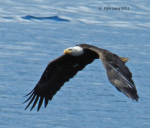 Adult Bald Eagle
