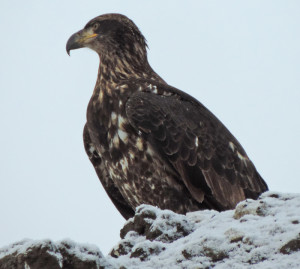 First year Bald Eagle