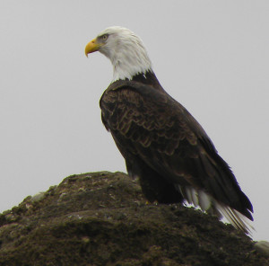 Adult Bald Eagle