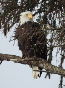 Adult Bald Eagle