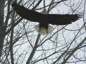 Adult Bald Eagle