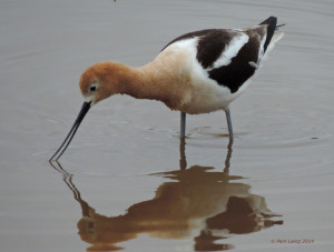 American Avocet