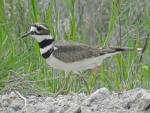 Killdeer