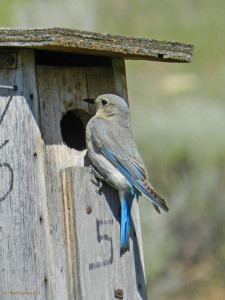 Female Mountain Bluebird
