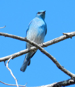 Male Mountain Bluebird