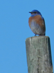 Male Western Bluebird