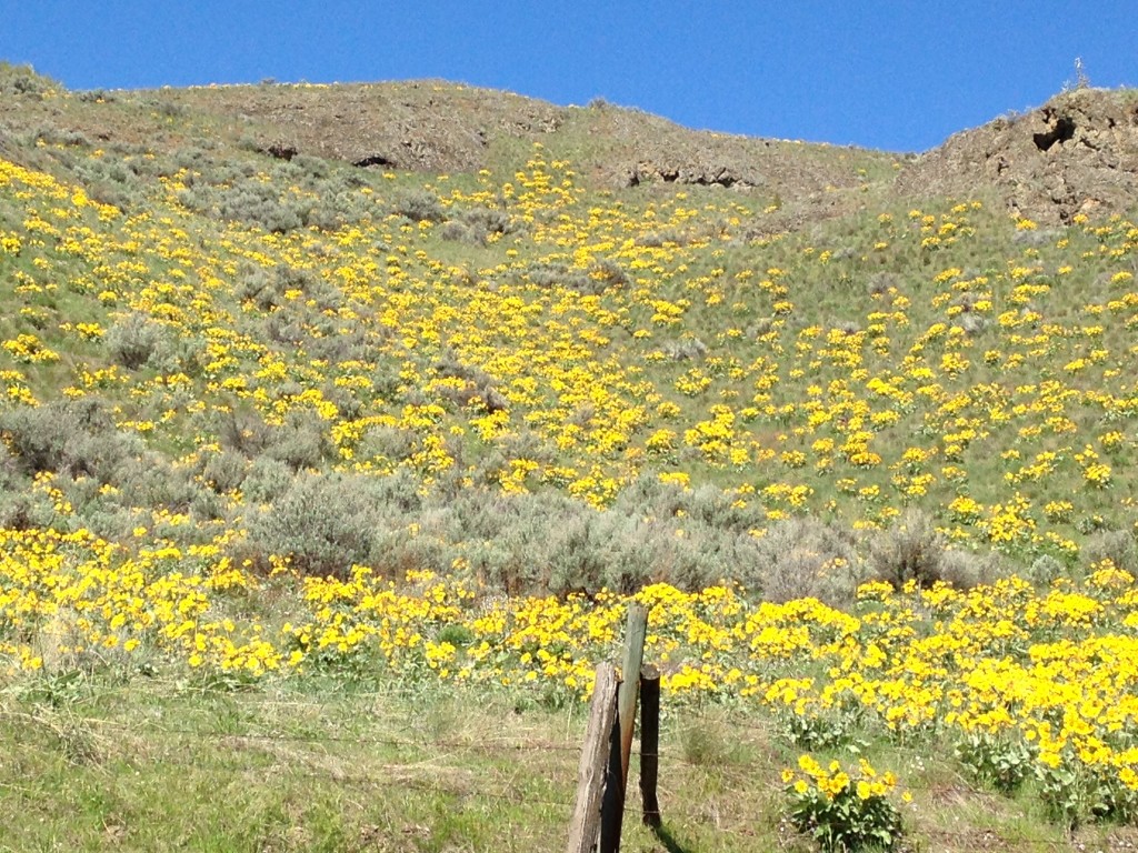 Okanagan sunflowers