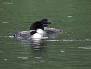 Common Loon pair