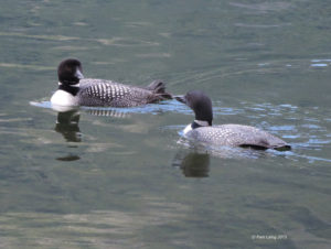 Common Loon pair