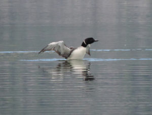 Common Loon