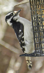 Downy Woodpecker, female