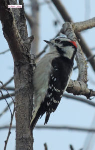 Downy Woodpecker, male
