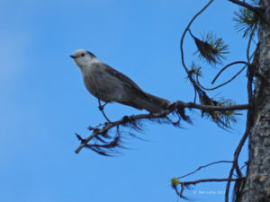  Gray Jay