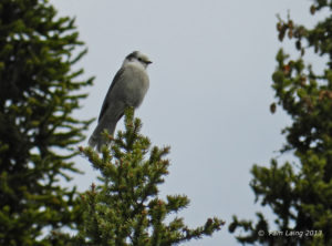 Gray Jay