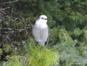 Gray Jay