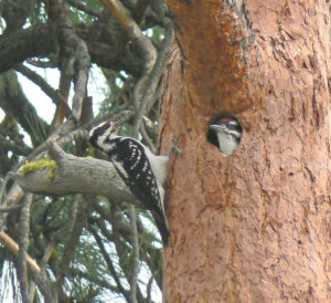 Hairy Woodpecker, female