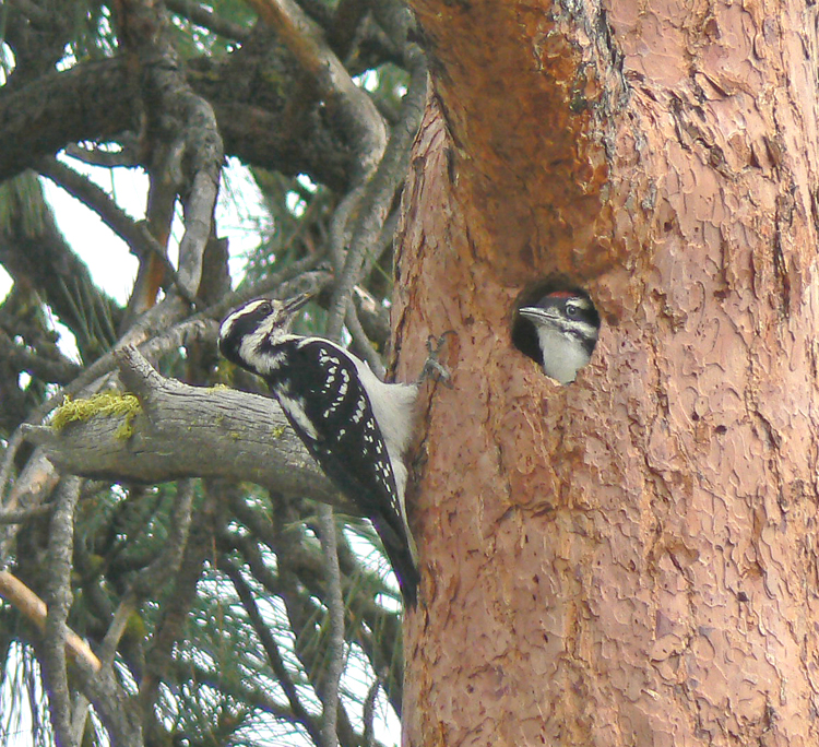 Hairy Woodpecker, female